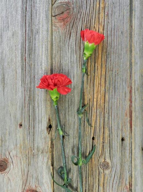 GRAN SOLE RED CARNATIONS